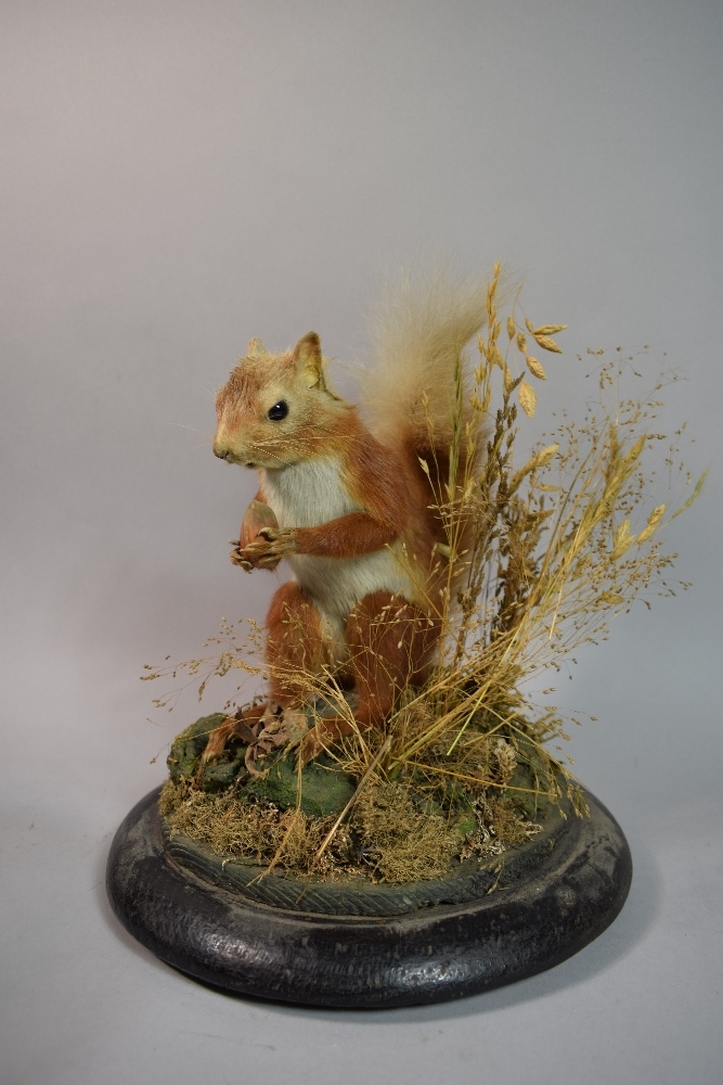 A Taxidermy Study of a Red Squirrel Under Glass Dome on Circular Wooden Plinth, 35cm High - Image 2 of 2