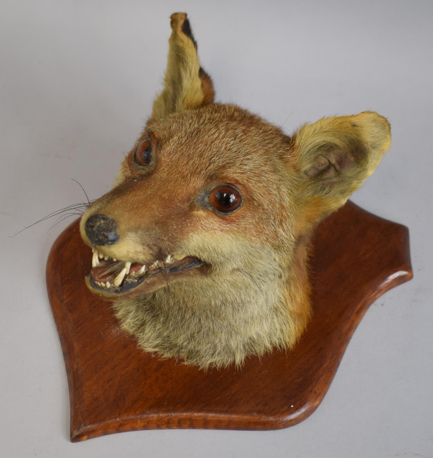 A Fox Mask Mounted on Wooden Shield, Dated November 1917 Verso - Image 3 of 5