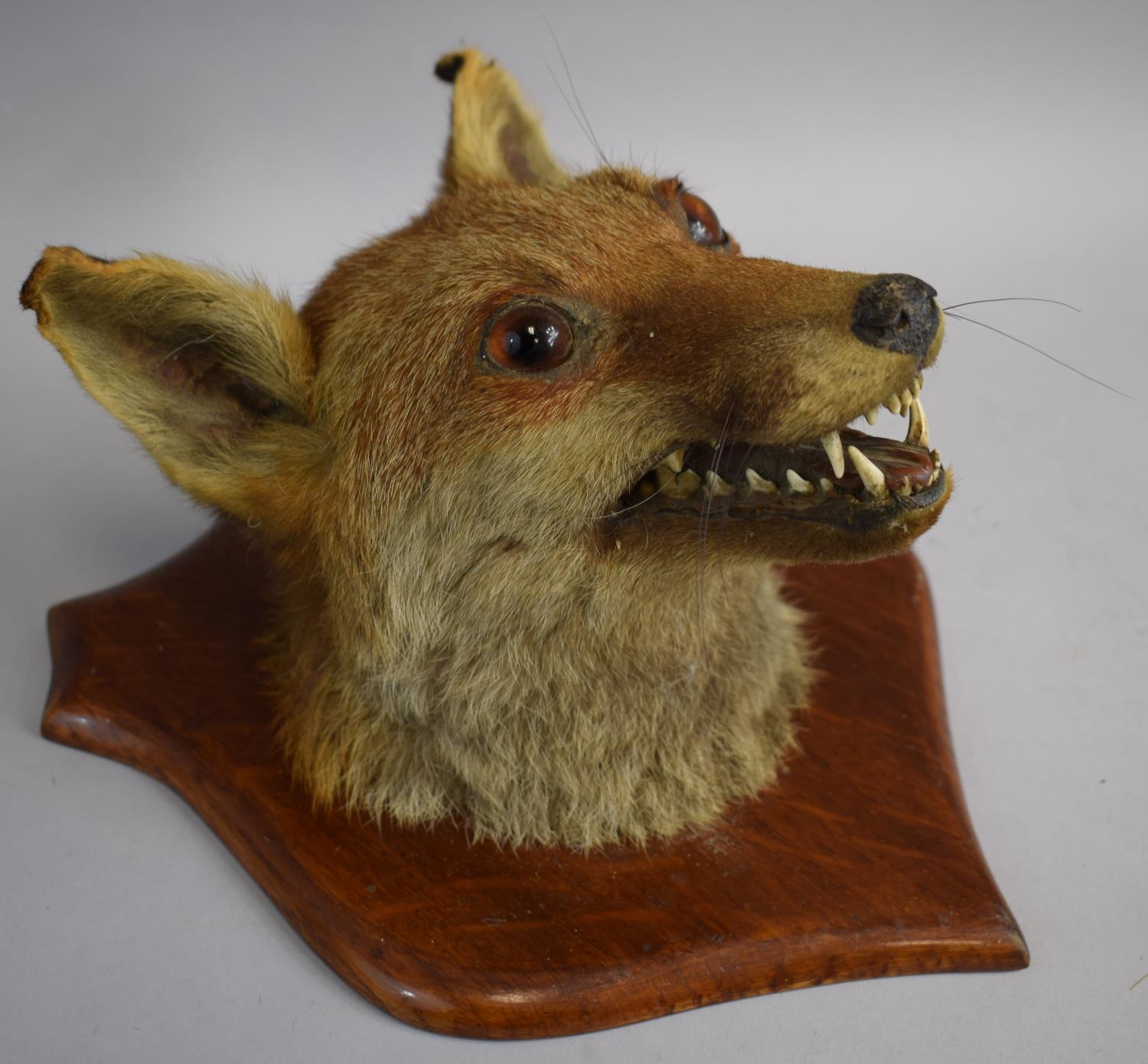 A Fox Mask Mounted on Wooden Shield, Dated November 1917 Verso