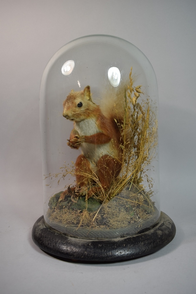 A Taxidermy Study of a Red Squirrel Under Glass Dome on Circular Wooden Plinth, 35cm High