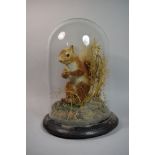 A Taxidermy Study of a Red Squirrel Under Glass Dome on Circular Wooden Plinth, 35cm High