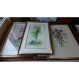 A Collection of Four Gilt Framed Botanic Prints, Each 62cm high