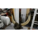 A Pair of Vintage Cattle Horns Mounted on Oak Wall Hanging Shield