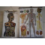 Two Vintage Teaching Aid Posters. American Double Sided Chart of "The Arterial, Venous and Nervous