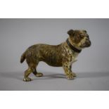 A Late 19th Century Cold Painted Cast Bronze Study of a Standing English Bulldog, 11cm Wide.