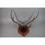 A Pair of Vintage Trophy Antlers Mounted on Wooden Shield.