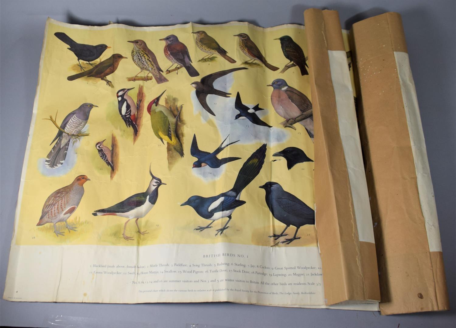 Two Vintage Pictorial Charts, 'British Birds' No. 1 & 2, by H.J. Slyper 1960, Published by the Royal