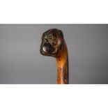 A Victorian Carved Thorn Wood Walking Cane with Bull Dog Handle Having Glass Eyes, 86cms Long