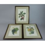 A Set of Three Botanic Prints, Fruit, Each 29 x 19cms