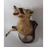 A Taxidermy Trophy of North American Raccoon on Shield Wall Mount