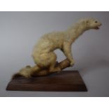 An Early 20th Century Taxidermy Study of a Stoat