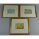 A Set of Three Framed Botanic Water Colours, Snowdrop, Periwinkle and Primrose