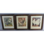 A Set of Three Framed Poultry Prints Depicting White Dorkings, Wyaduffs and Andalusians Each 17cm