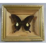 A Cased Exotic Butterfly, 18cm Wide