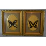 Two Framed Exotic Butterflies, One from Peru