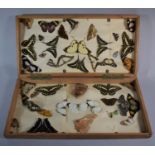 Entomology: A Cased Collection of Various Butterflies