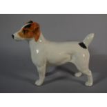 A Beswick Model of a Jack Russell Terrier