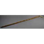 A Silver Mounted Marine Ivory Handled Thornwood Walking Stick Inscribed A Broadbent, Huddersfield