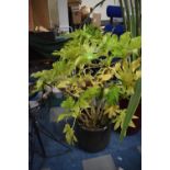 A Glazed Patio Plant Pot Containing Shrub