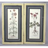 A Pair of Cream Framed Botanic Prints, 59cm High