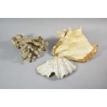 Two Conch Seashells and Section of Coral