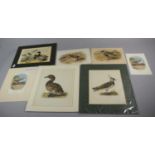 A Collection of Mounted but Unframed Bird Plates