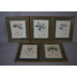 A Set of Five Framed Botanic Prints, 34cm wide