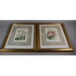 A Pair of Modern Gilt Framed Botanic Prints