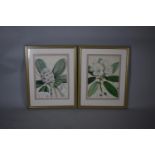 A Pair of Framed Botanic Prints, Each 33cm Wide