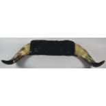 A Mounted Pair of Cattle Horns, 57cm wide