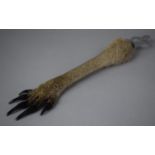 A Novelty Bottle Opener, Formed from an Australian Kangaroo Paw, 34cm long