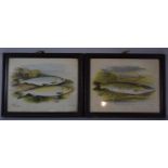 A Pair of Vintage Framed Fish Prints as Presented by the "Angler Magazine", Each 28cm wide