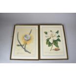 Two Framed Botanic Prints, Magnolia and Cereus, Each 35cm high