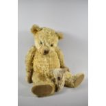 A Vintage Plush Teddy Bear, 60cm high and Natural Skin Koala Bear, 18cm high