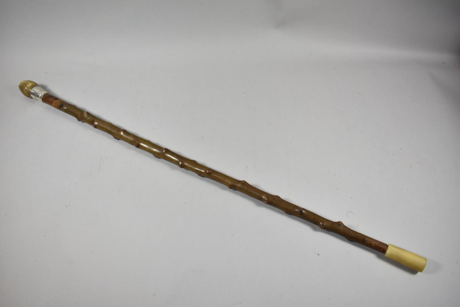 A Thorn Wood Walking Stick with Carved Horn Handle and Circular Silver Banding, Hallmarked for