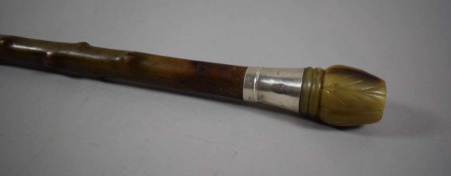 A Thorn Wood Walking Stick with Carved Horn Handle and Circular Silver Banding, Hallmarked for - Image 2 of 2