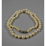 A String of Pearls with Silver Clasp