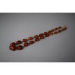 A String of Victorian Baltic Cognac Amber Beads of Oval Form with 9ct Gold Clasp and 9ct Gold Wire