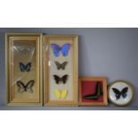 A Collection of Cased Exotic Butterflies