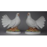 A Pair of Italian Bisque Studies of Doves, Each 16cm high