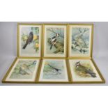 A Set of Six Gilt Framed Prints of British Birds