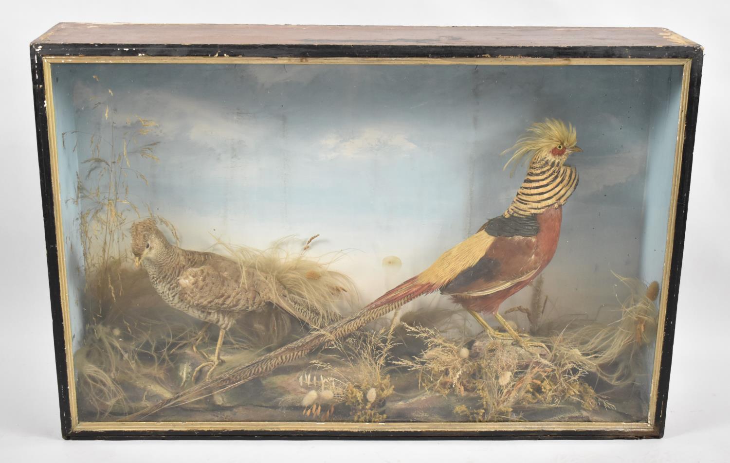 A Cased Taxidermy Diorama Depicting Pair of Golden Pheasants, 93cm wide