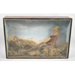 A Cased Taxidermy Diorama Depicting Pair of Golden Pheasants, 93cm wide