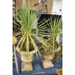 A Pair of Reconstituted Stone Garden Urns, with Plants, Each 62cm high