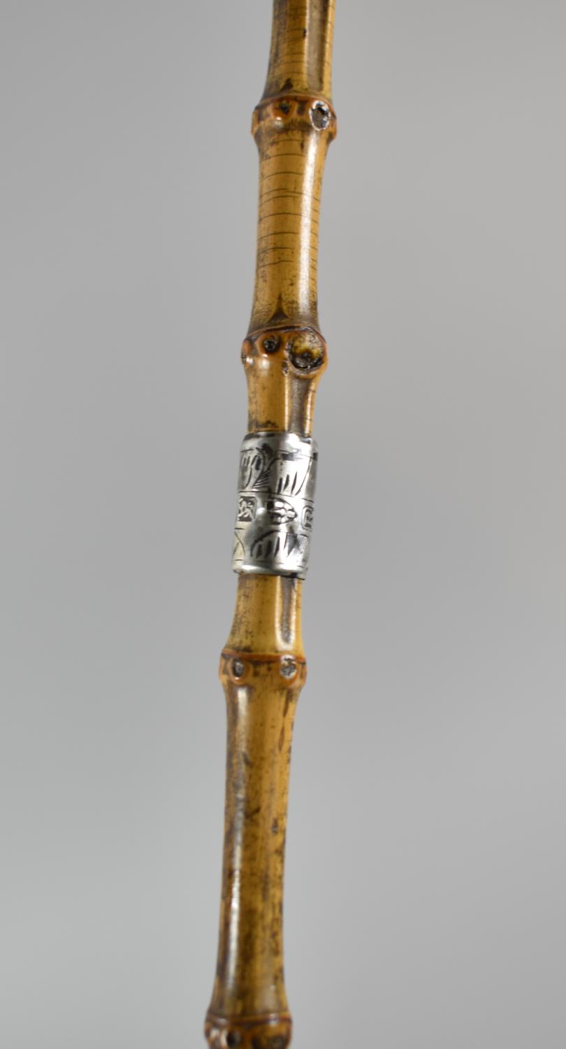 A Silver Banded School Masters Cane Hallmarked for Chester 1900, 90cm long - Image 3 of 3