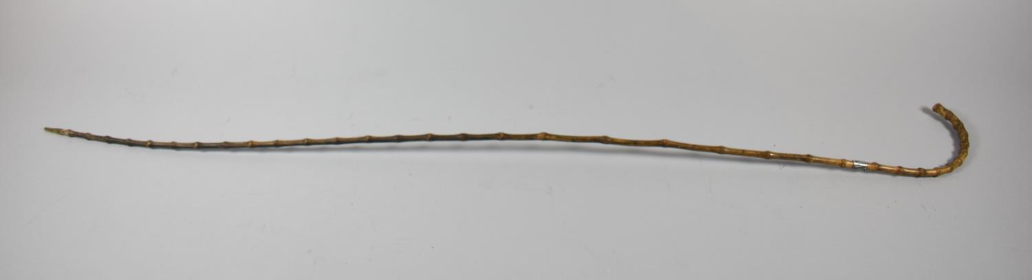 A Silver Banded School Masters Cane Hallmarked for Chester 1900, 90cm long