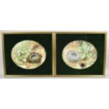 A Pair of Mid 19th Century Oval Watercolours Depicting Wild Flowers, Bird Nests with Eggs and