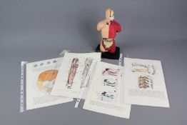 An Anatomica Studio Model