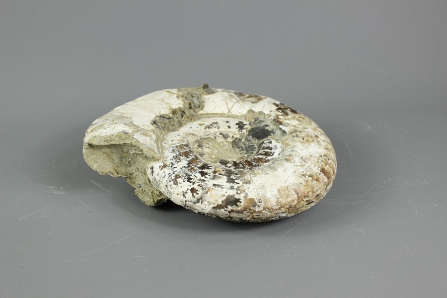 Fossilised Ammonite - Image 2 of 9