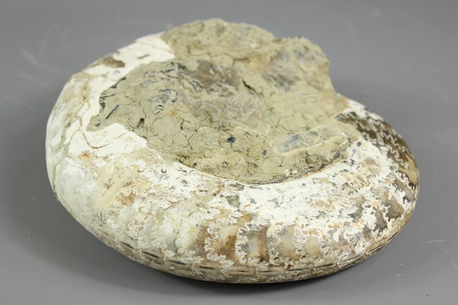 Fossilised Ammonite - Image 8 of 9